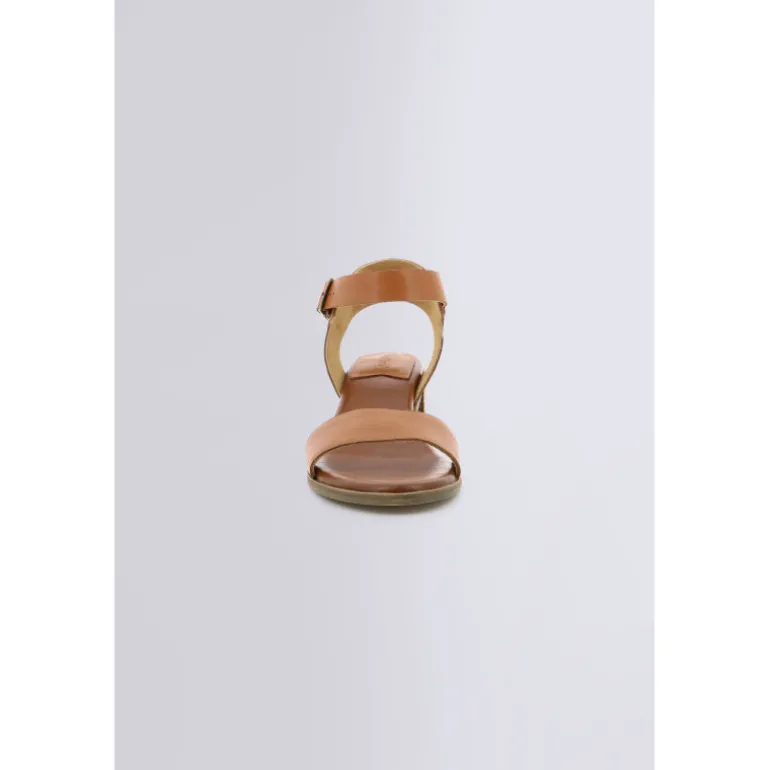 Volou Camel